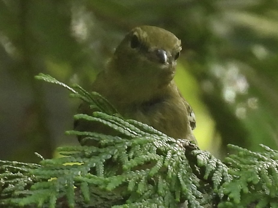 Bay-breasted Warbler - ML641237567
