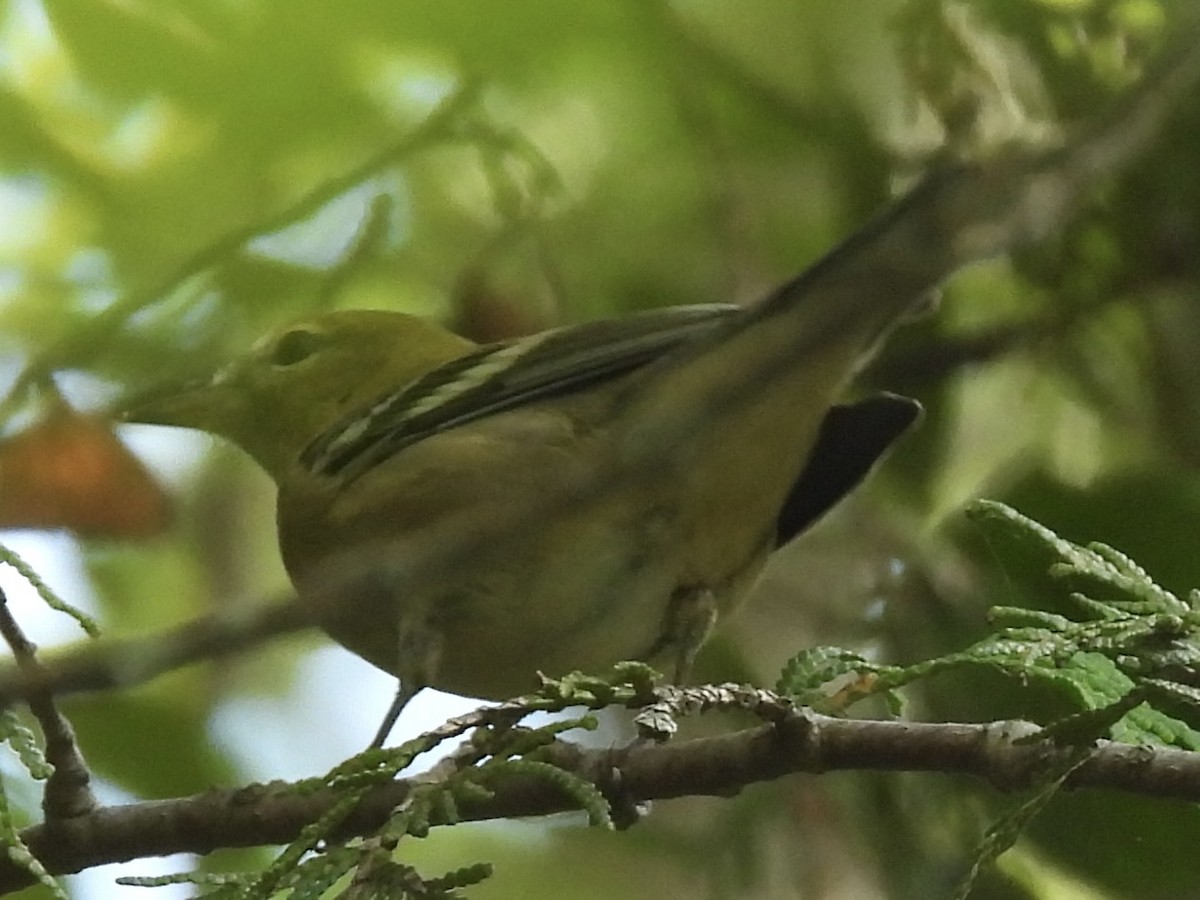 Bay-breasted Warbler - ML641237568