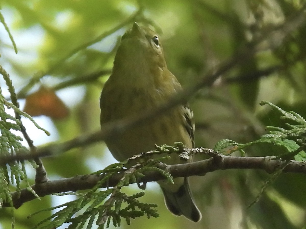 Bay-breasted Warbler - ML641237569