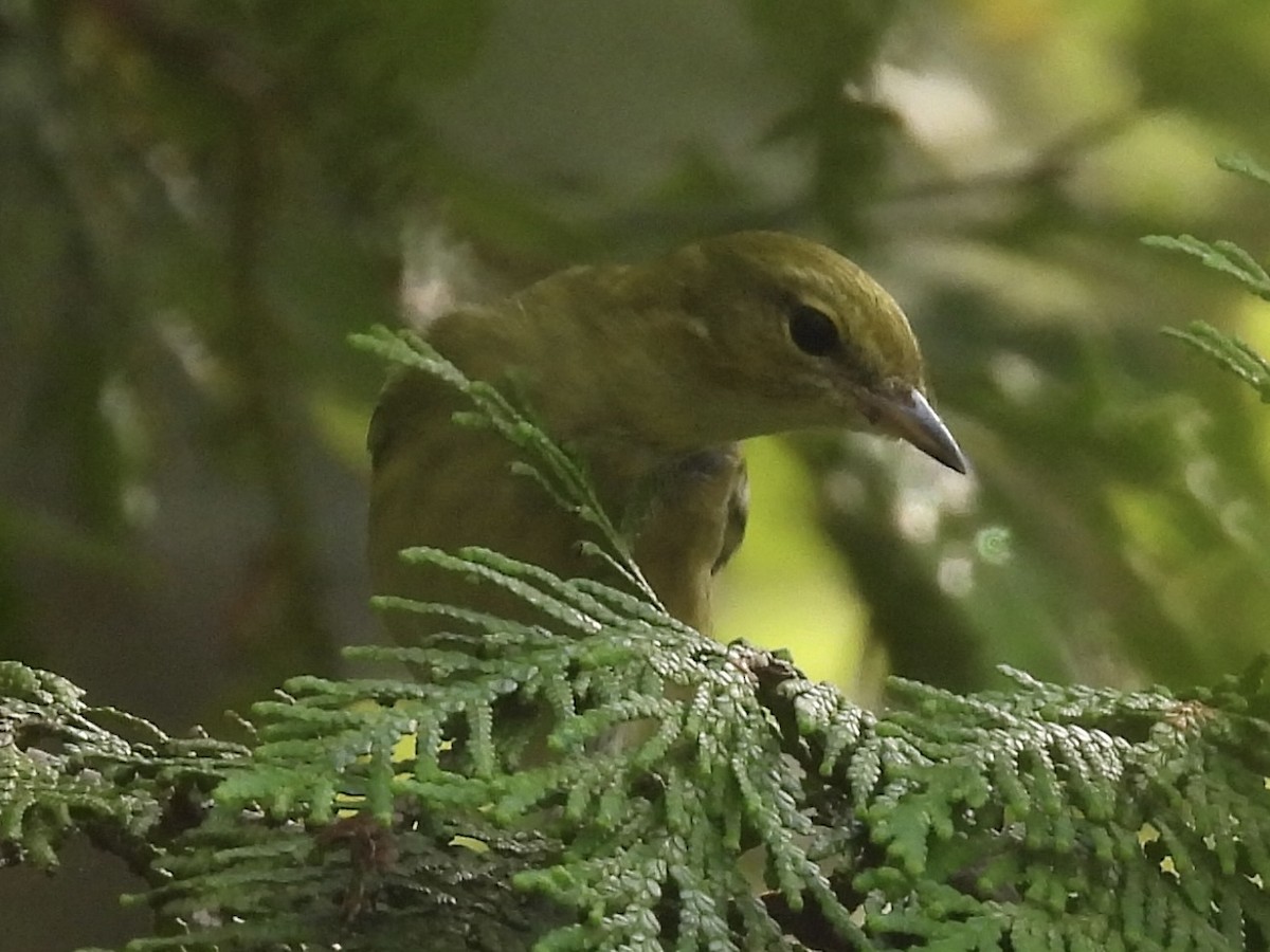 Bay-breasted Warbler - ML641237570