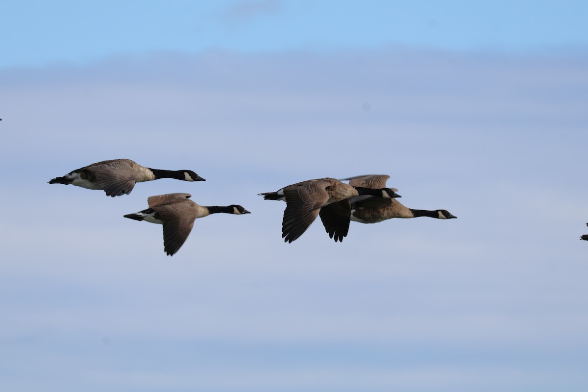 Canada Goose - ML641237571