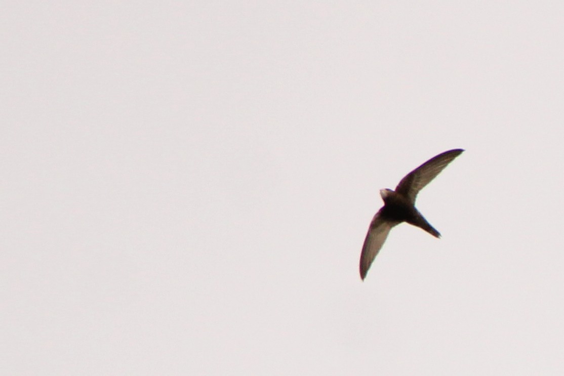 Pallid Swift - ML641237572