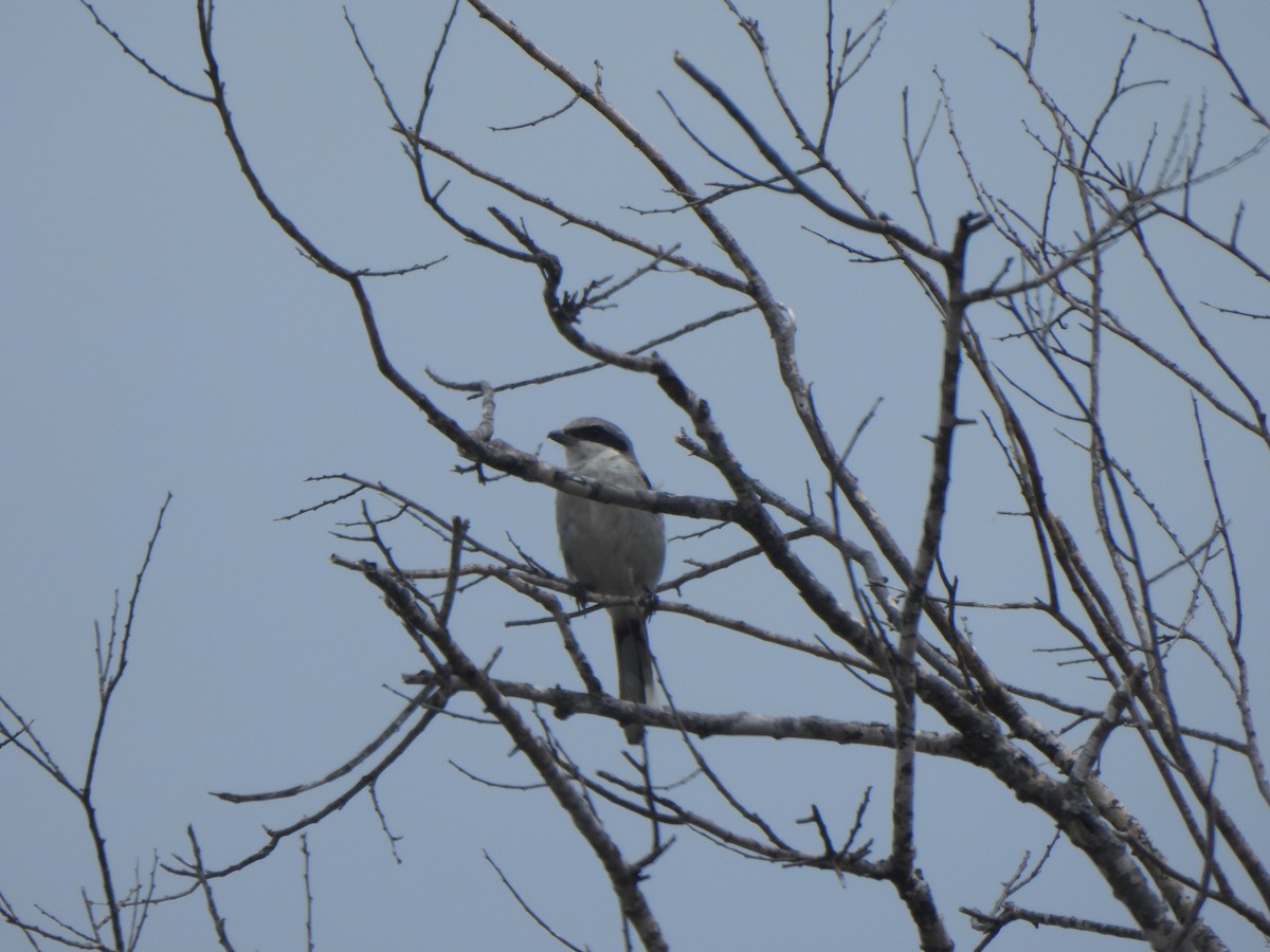 Loggerhead Shrike - ML641237575