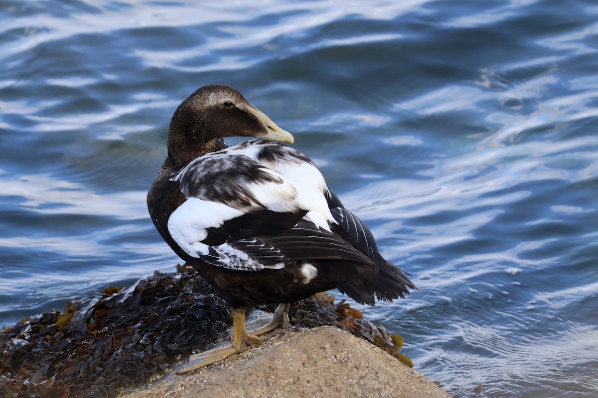 Common Eider - ML641237584
