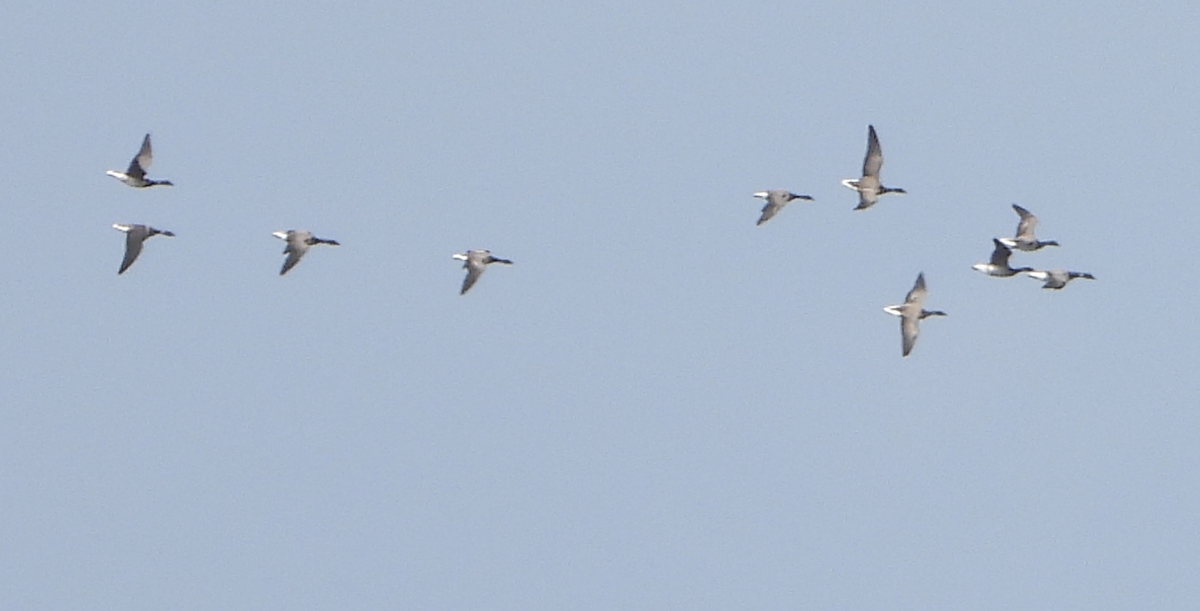 Brant - ML641237585
