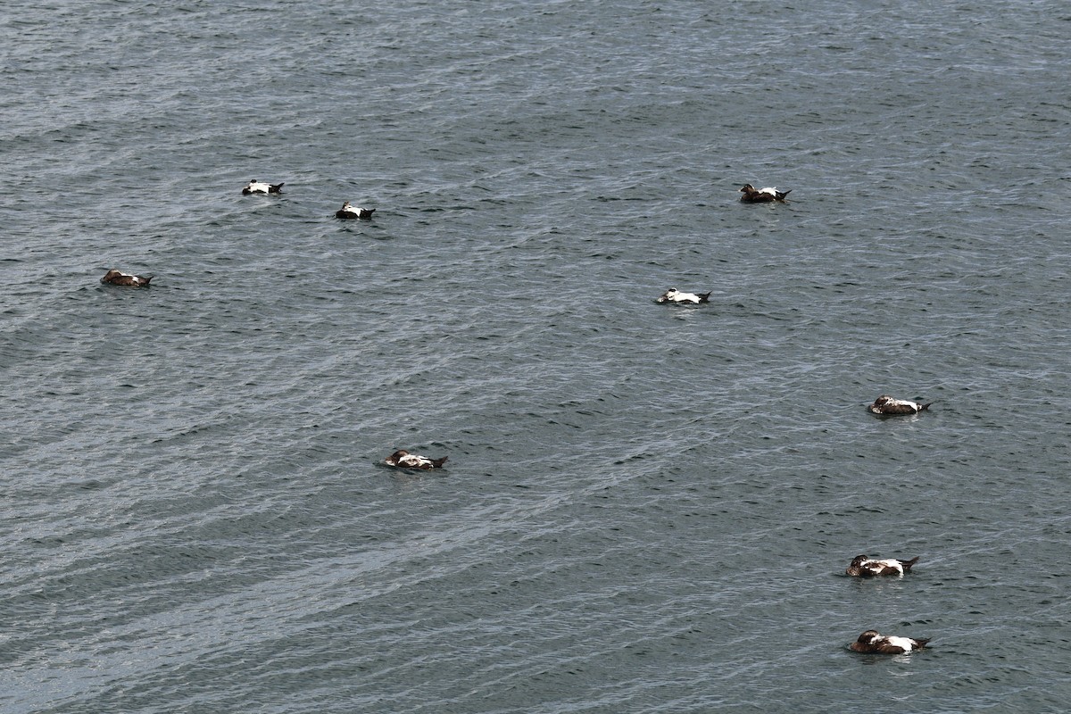 Common Eider - ML641237592