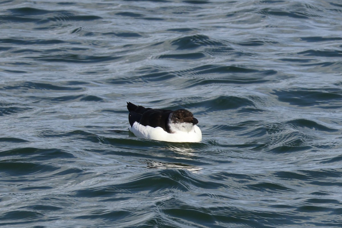 Razorbill - ML641237608