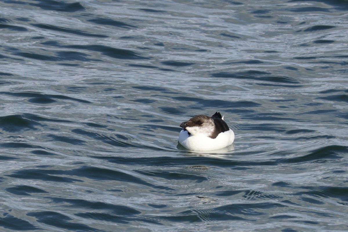 Razorbill - ML641237609