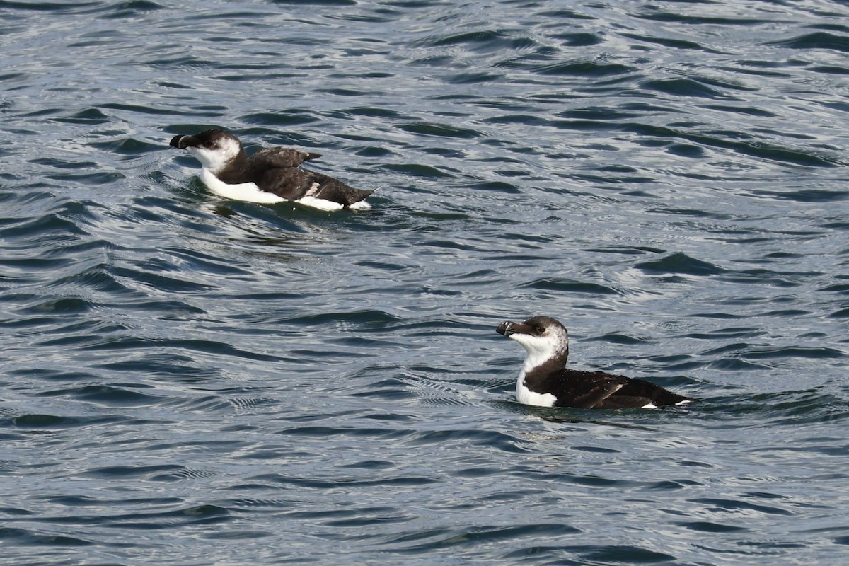 Razorbill - ML641237610