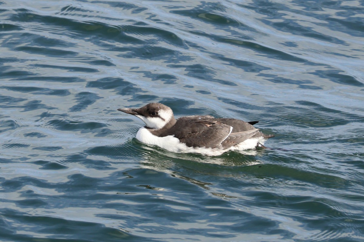 Common Murre - ML641237613