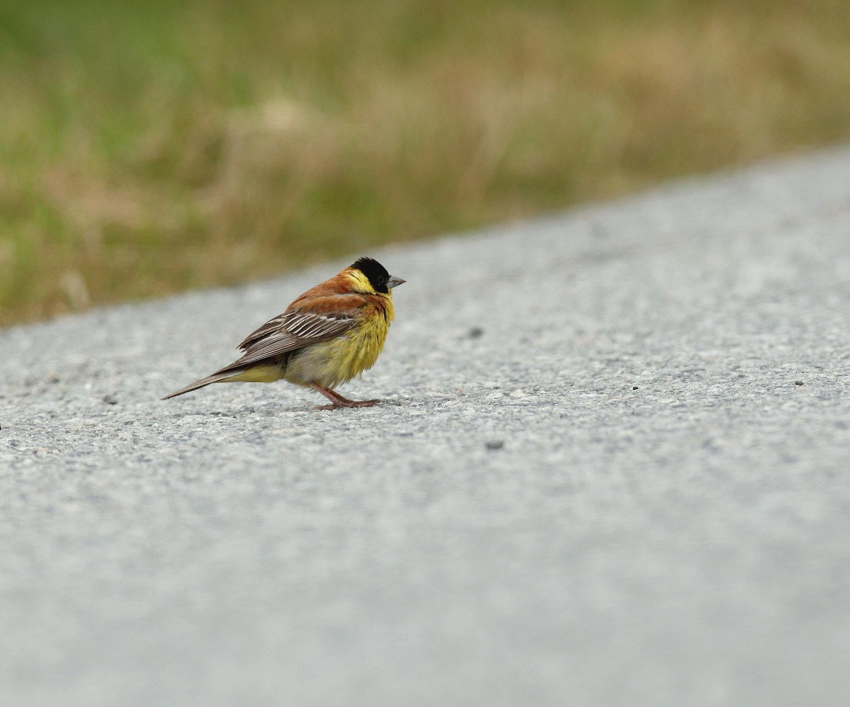 Black-headed Bunting - ML641237614