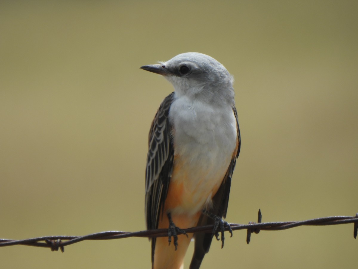 Scissor-tailed Flycatcher - ML641237625