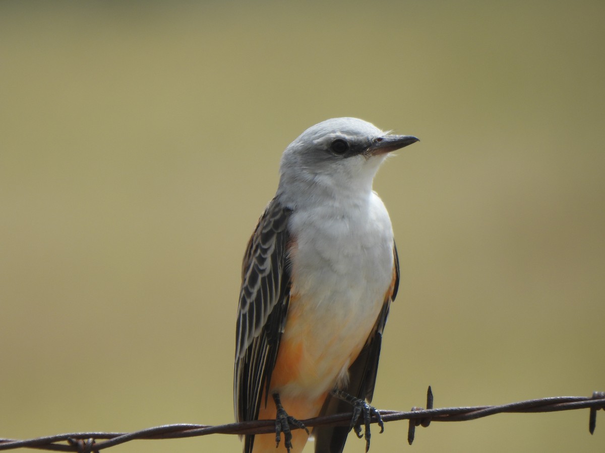 Scissor-tailed Flycatcher - ML641237626