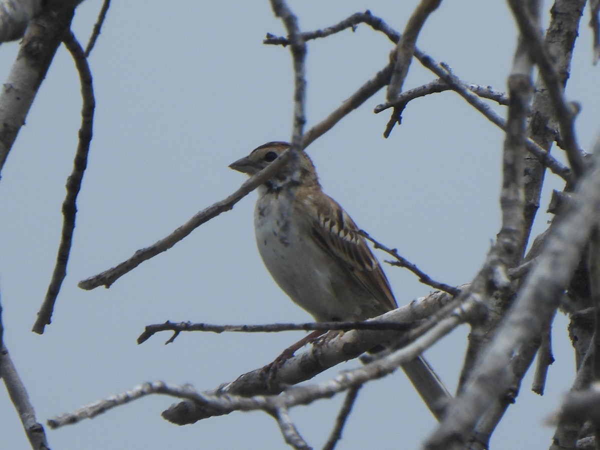 Lark Sparrow - ML641237637