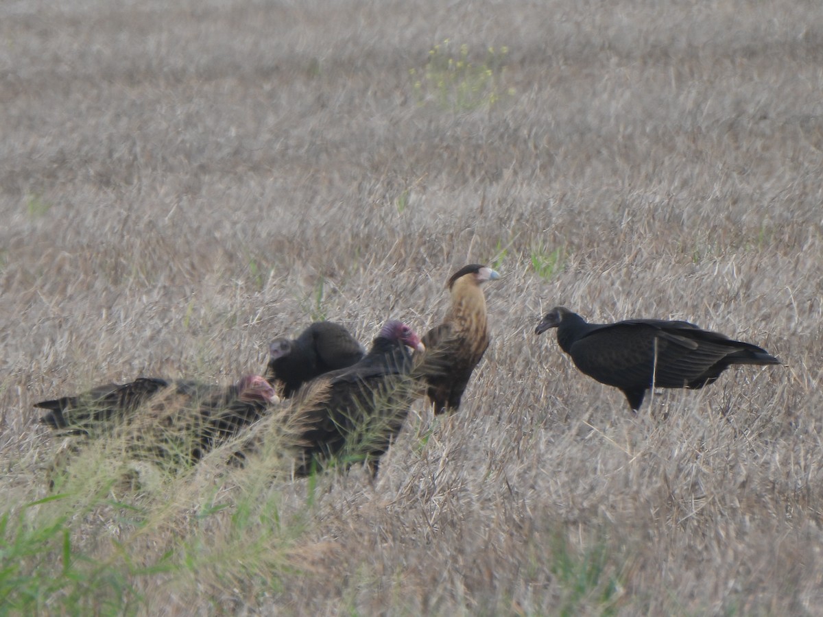 Crested Caracara (Northern) - ML641237648