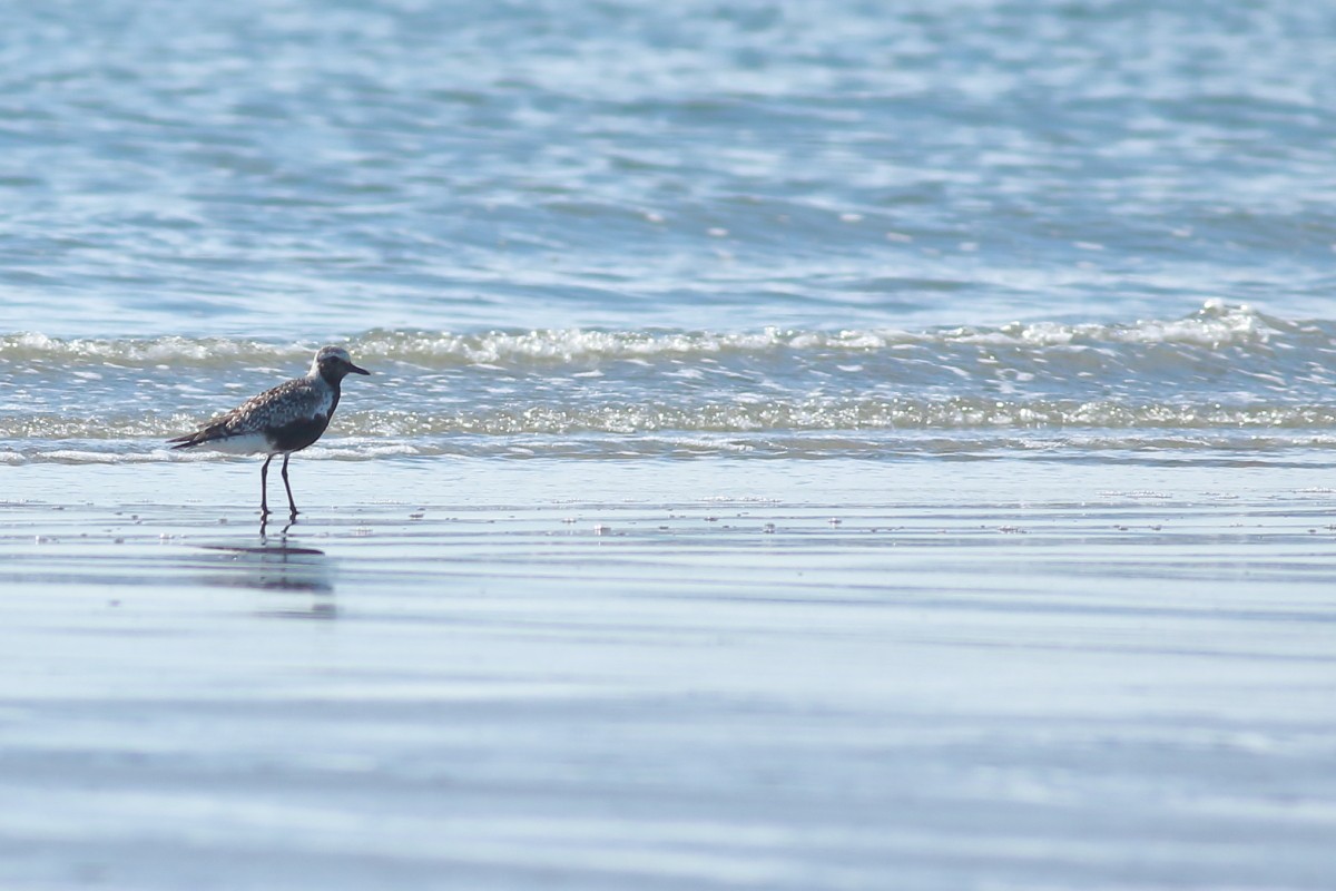 Black-bellied Plover - ML641237655