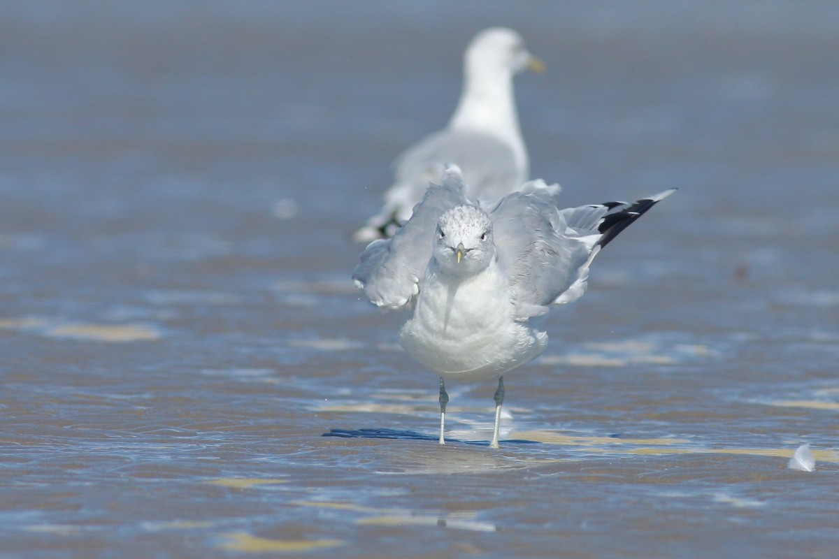 Common Gull - ML641237662