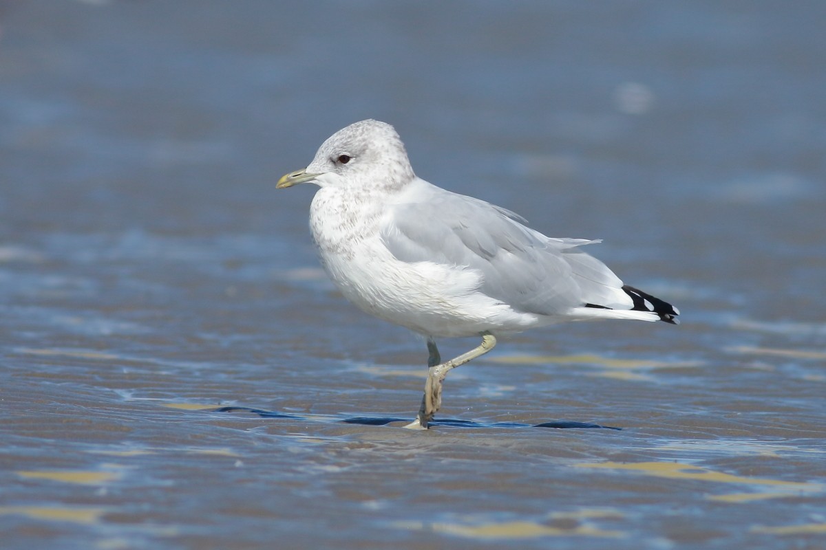 Common Gull - ML641237663