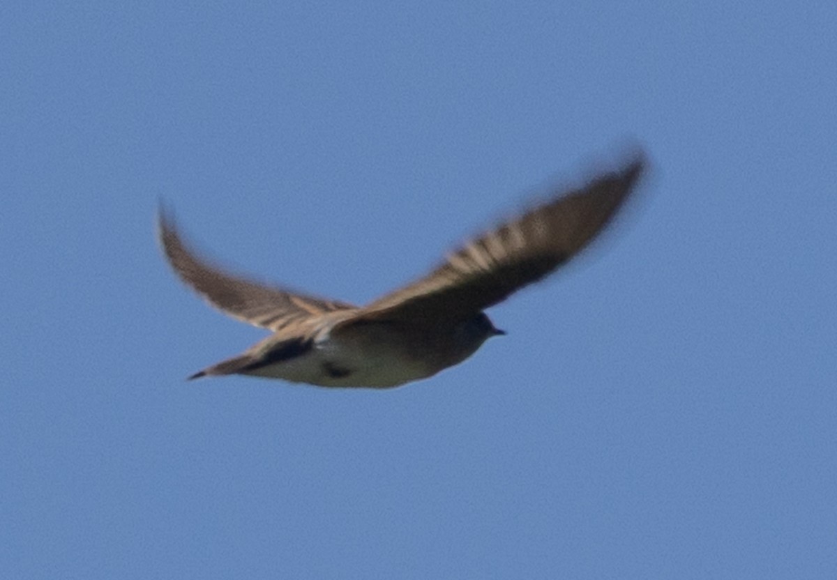 Northern Rough-winged Swallow - ML641237668