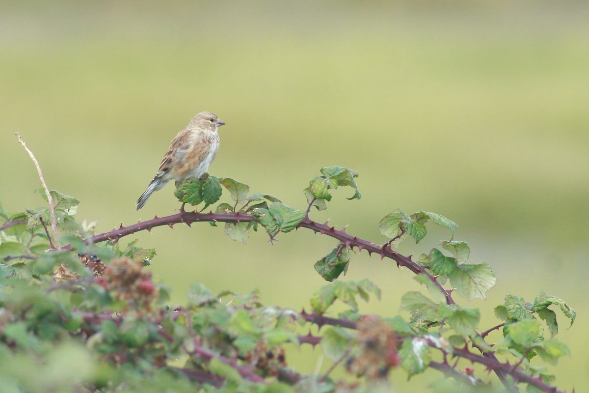 Eurasian Linnet - ML641237671