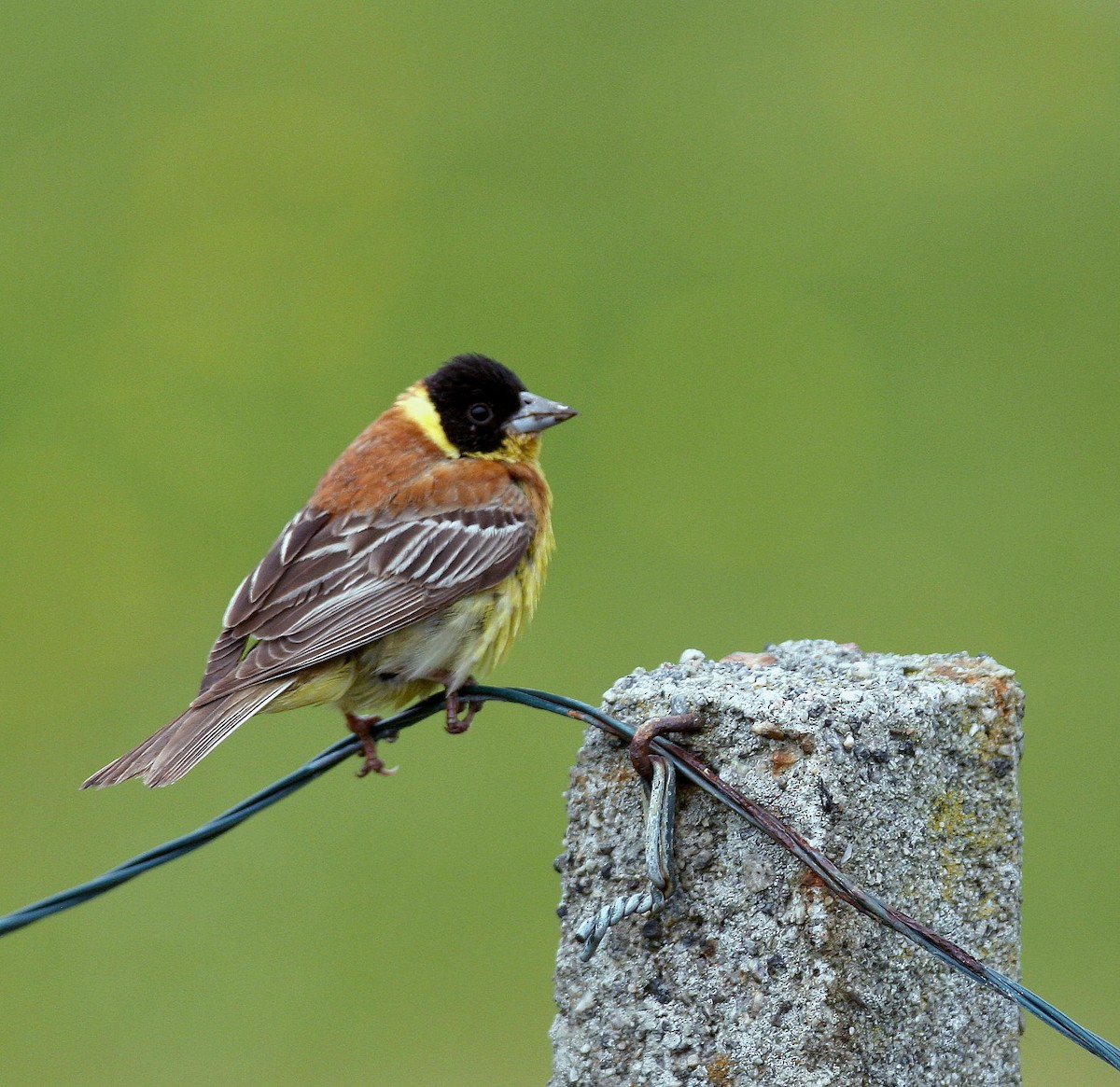 Black-headed Bunting - ML641237676