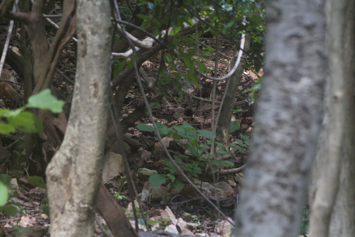 Red Spurfowl - ML641237705