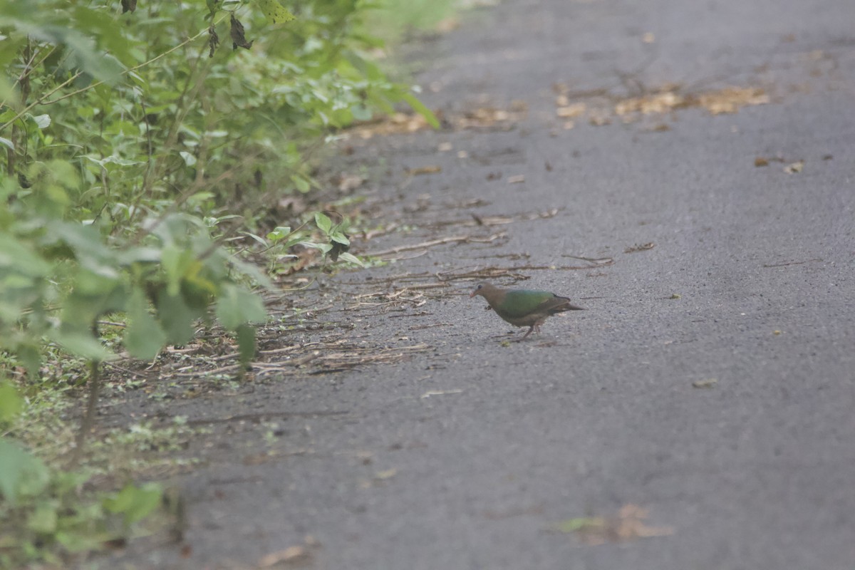 Asian Emerald Dove - ML641237714