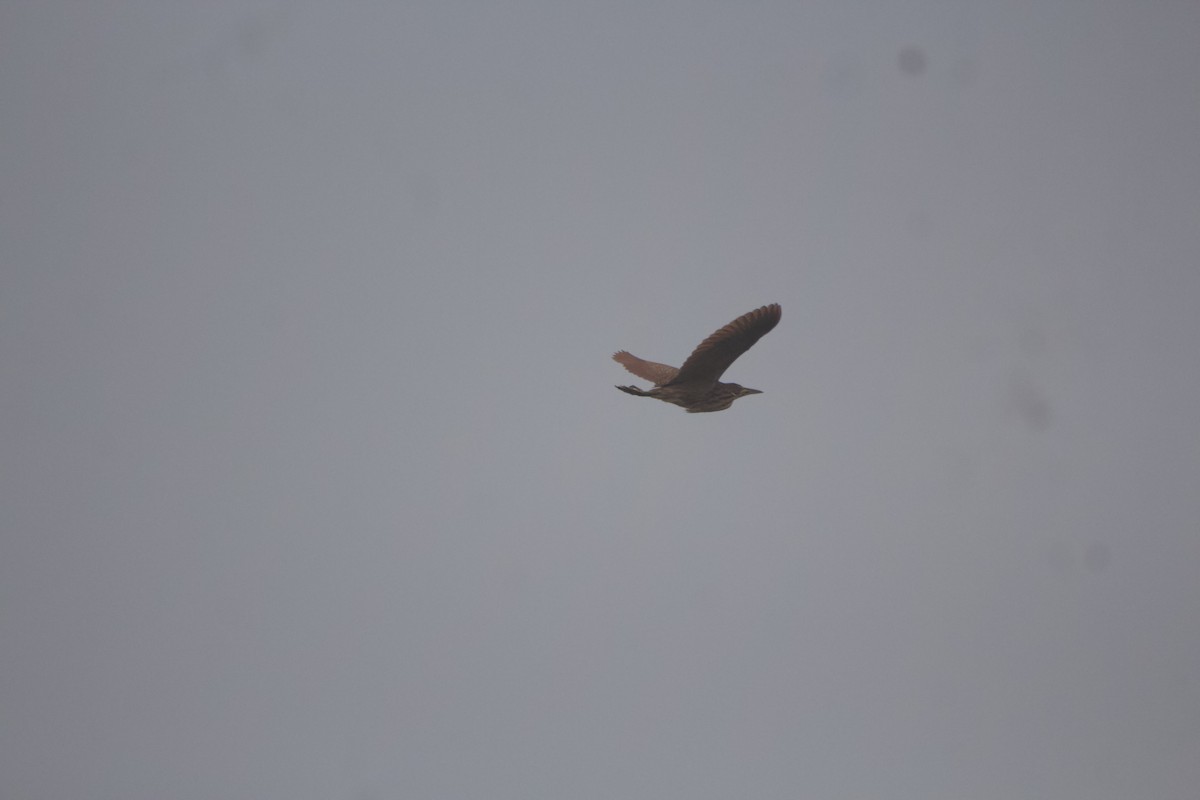 Cinnamon Bittern - ML641237735