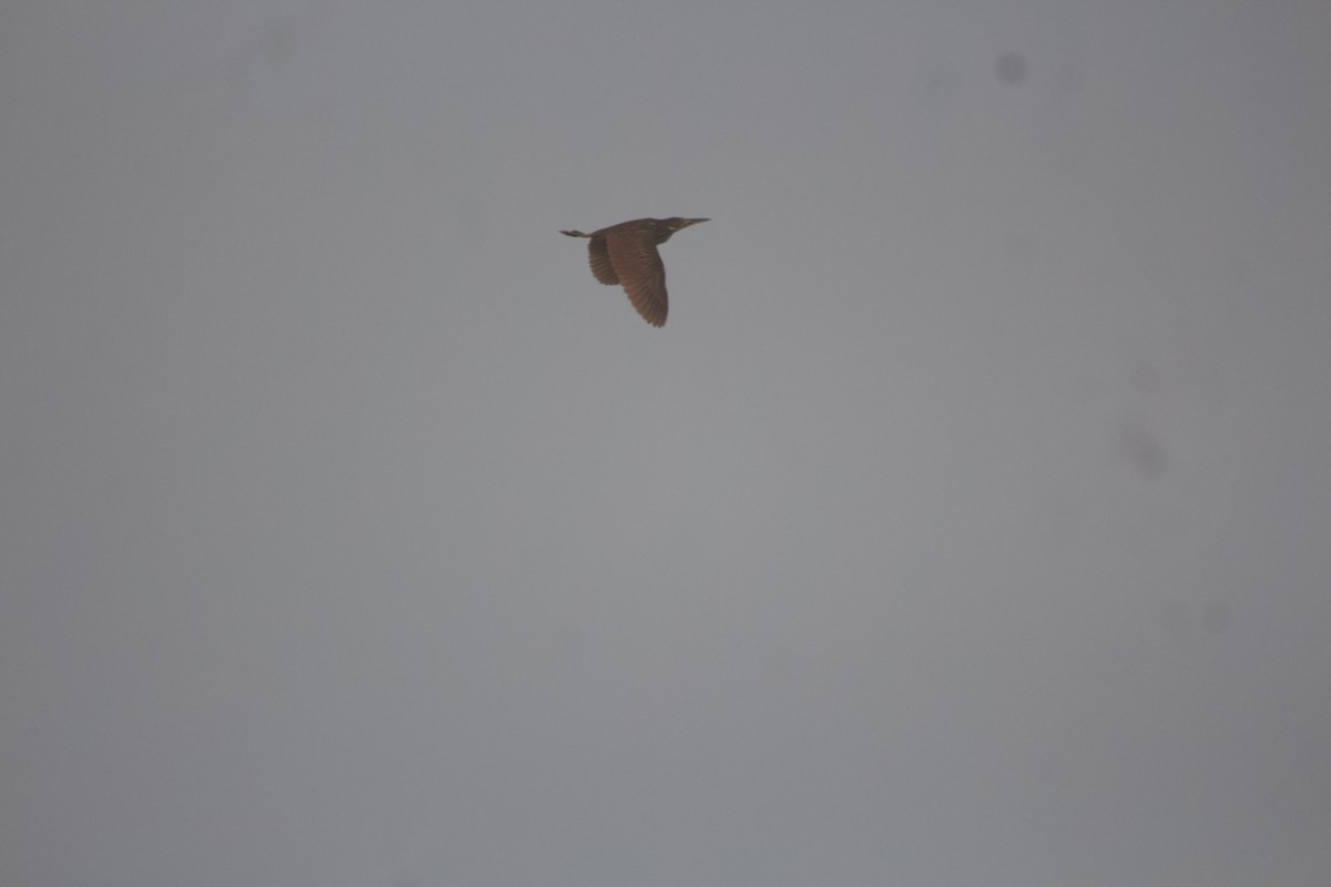 Cinnamon Bittern - ML641237736