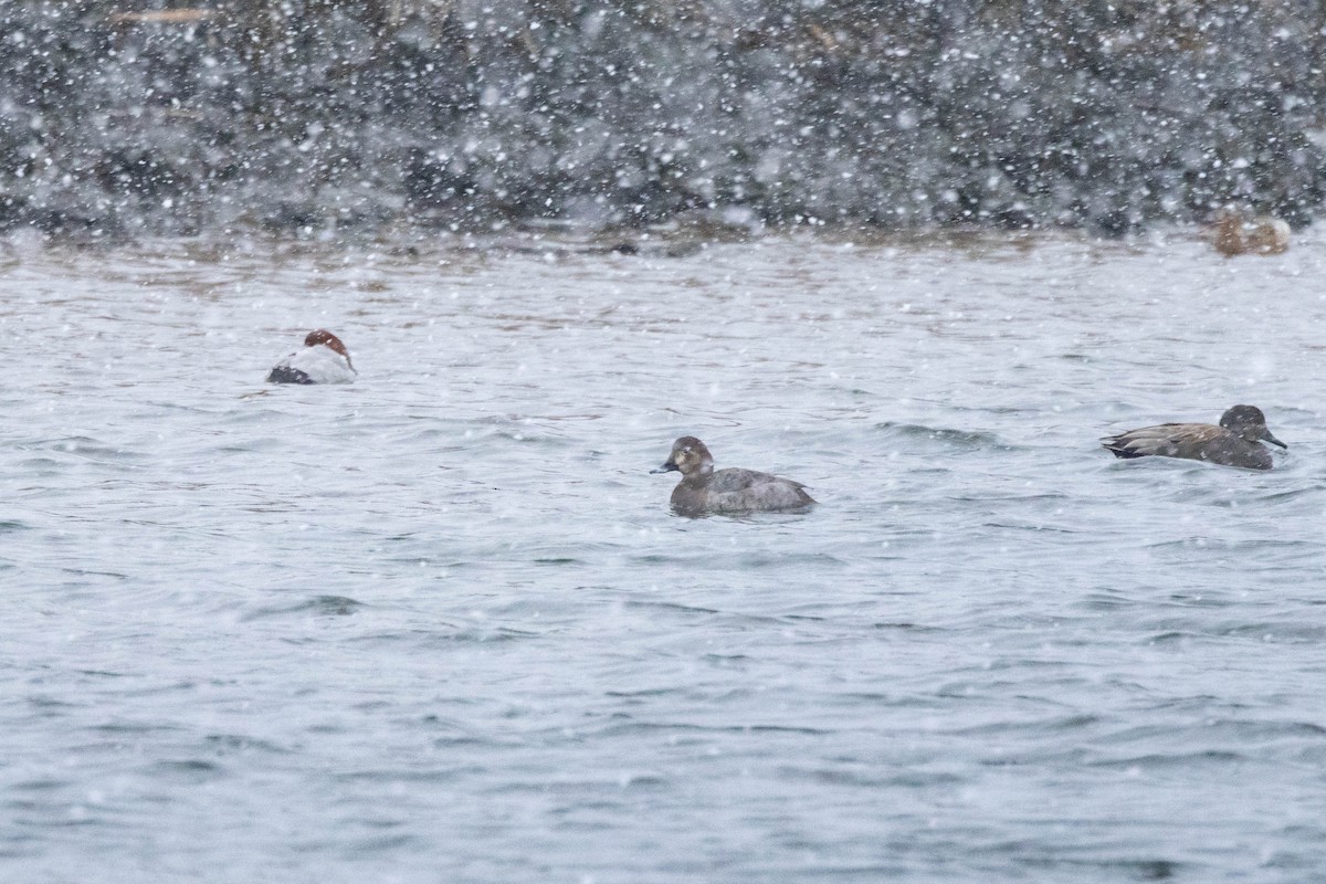 anatidé sp. (canard sp.) - ML641237738