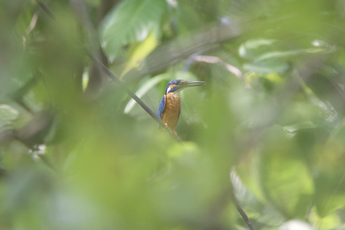 Номин шогшир - ML641237758