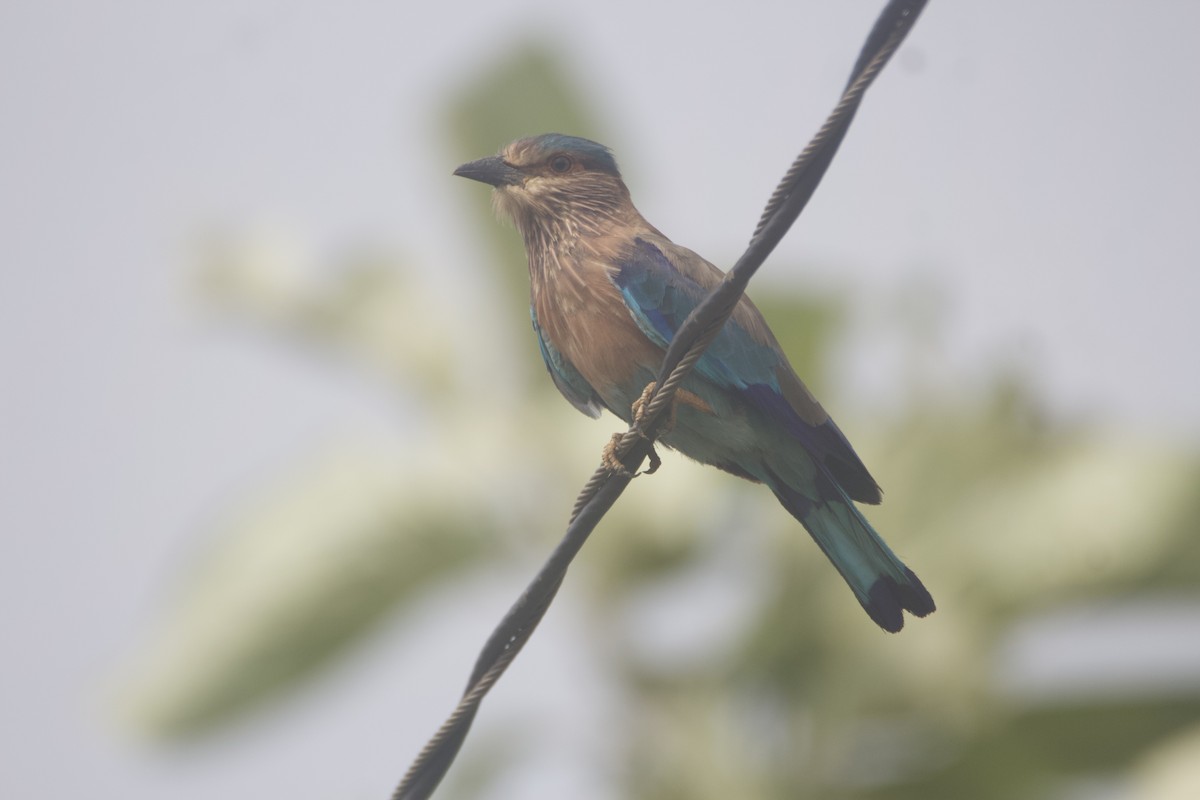 Indian Roller - ML641237769