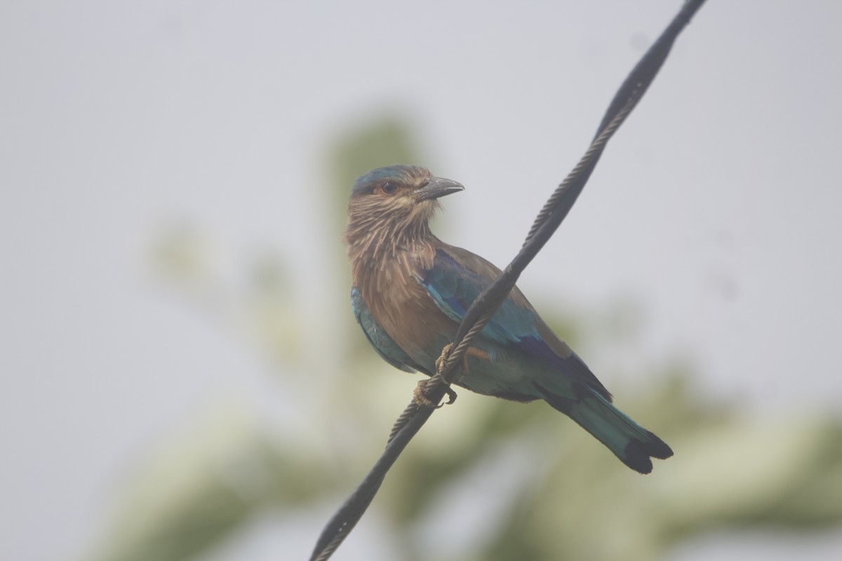 Indian Roller - ML641237770