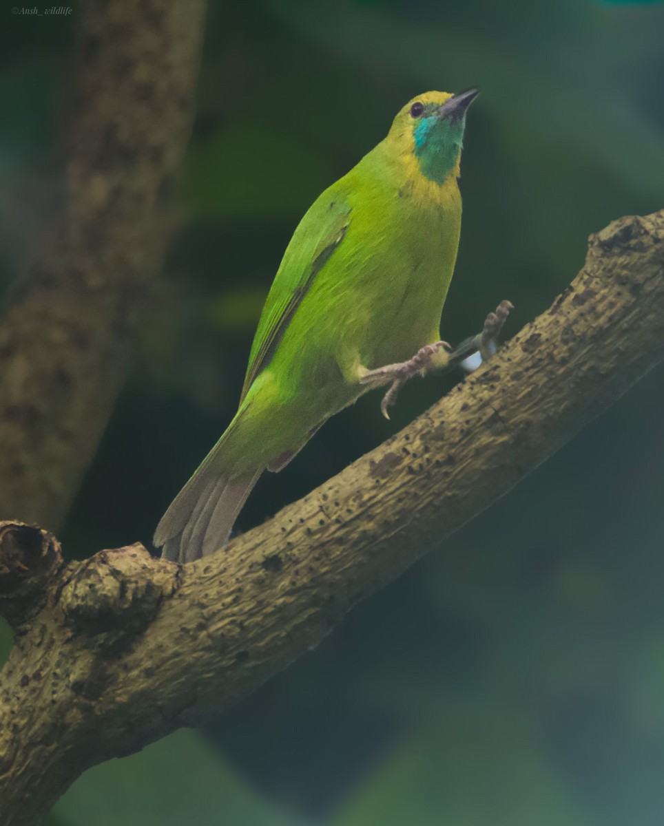 Jerdon's Leafbird - ML641237797