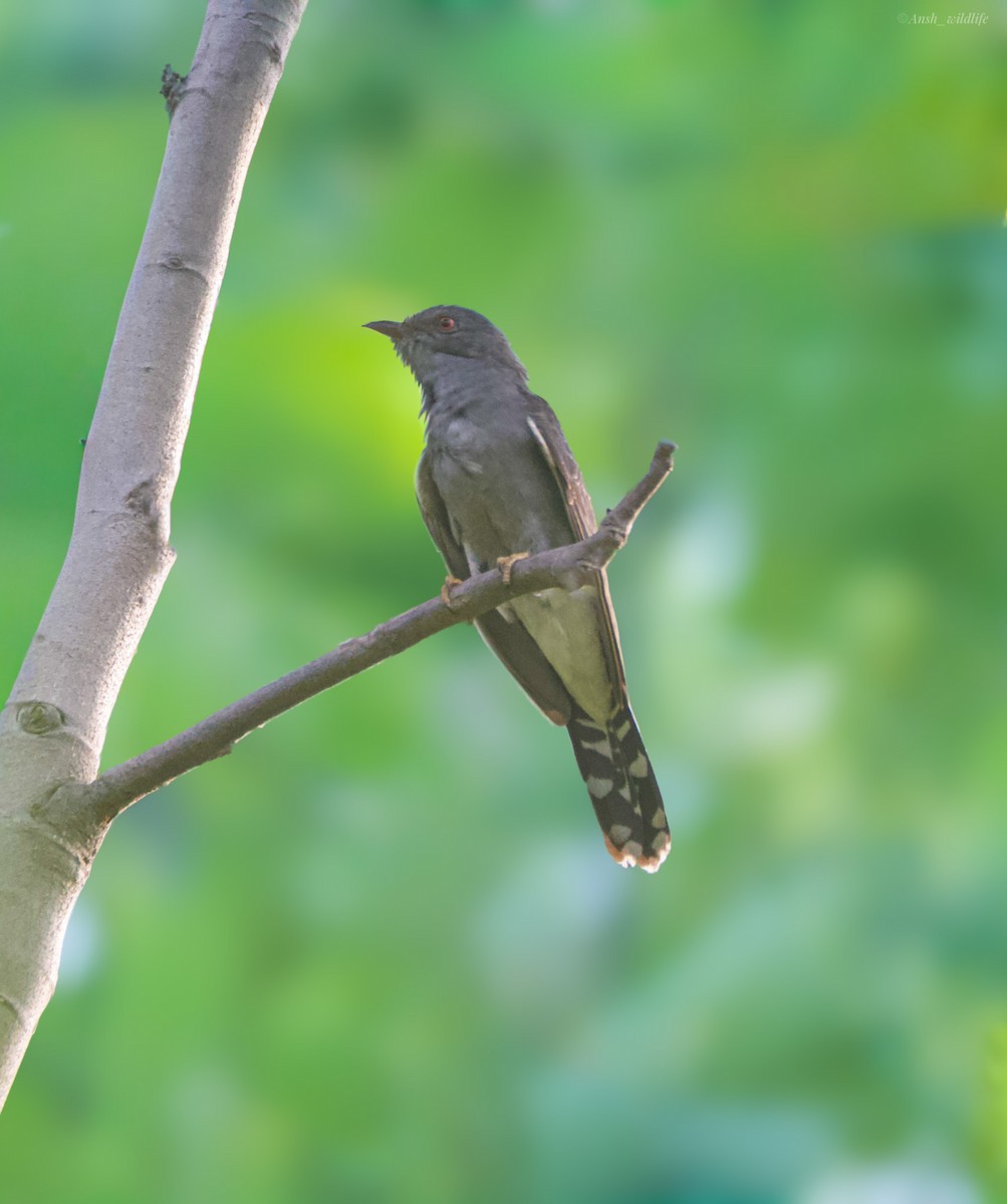Gray-bellied Cuckoo - ML641237803