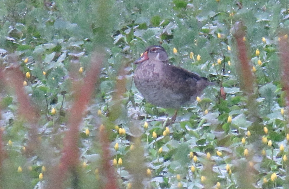 Wood Duck - ML641237834
