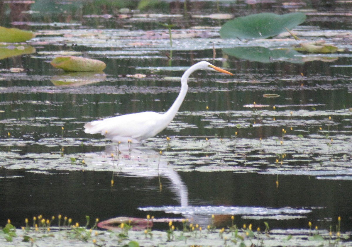 Great Egret - ML641237860