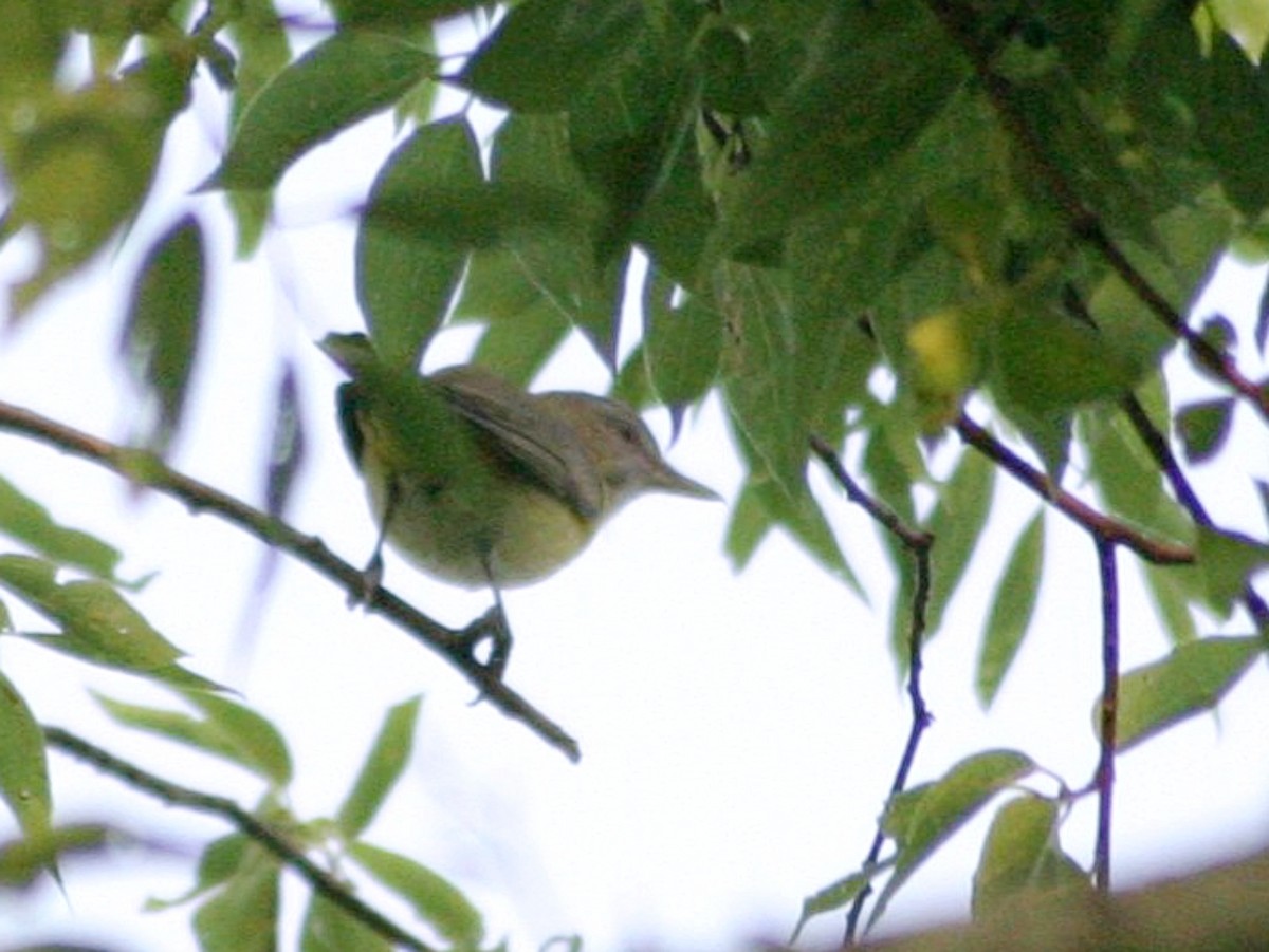 gulsidevireo - ML641237869