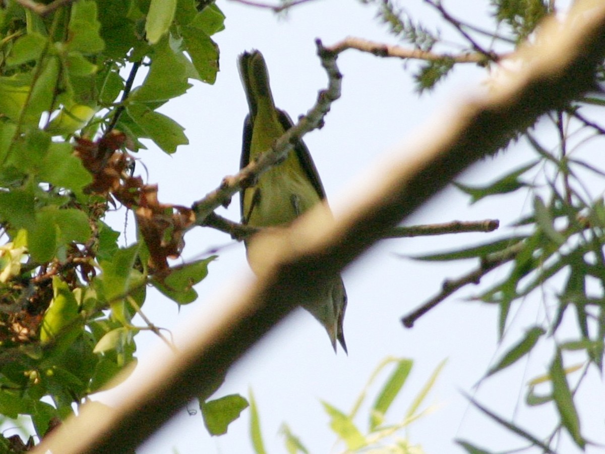 Yellow-green Vireo - ML641237871