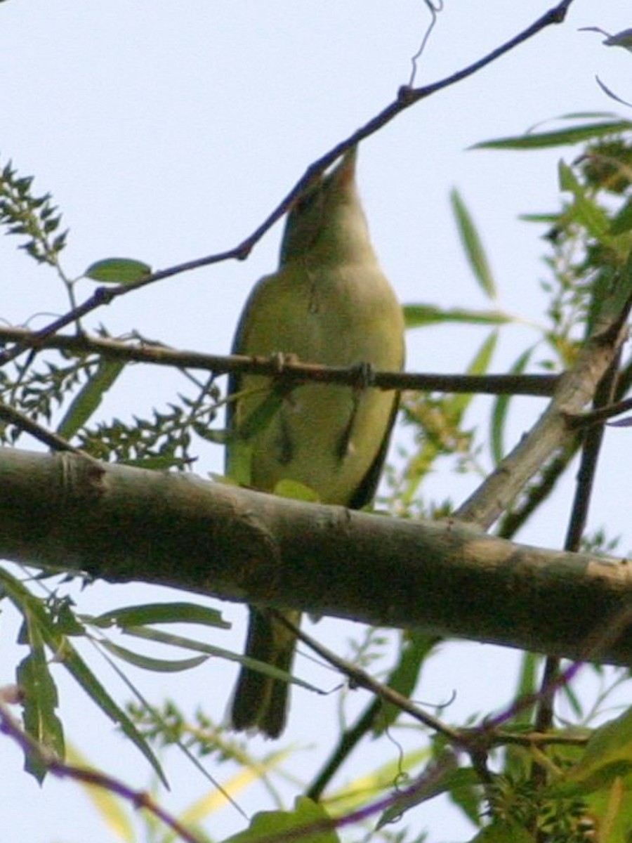 Yellow-green Vireo - ML641237875