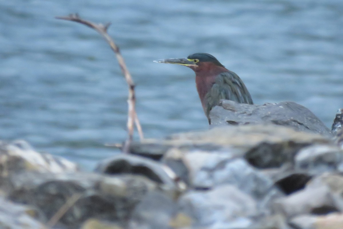 Green Heron - ML641237877