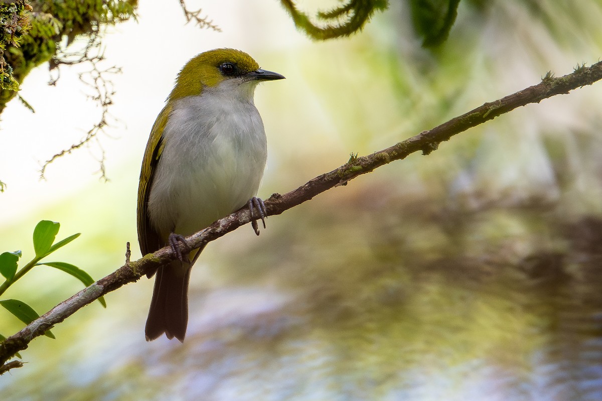 Guadalcanal White-eye - ML641237879
