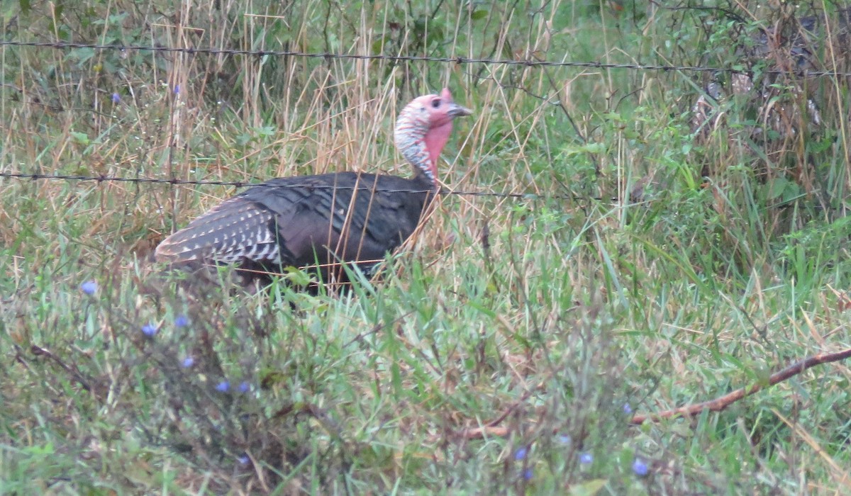 Wild Turkey - ML641237891