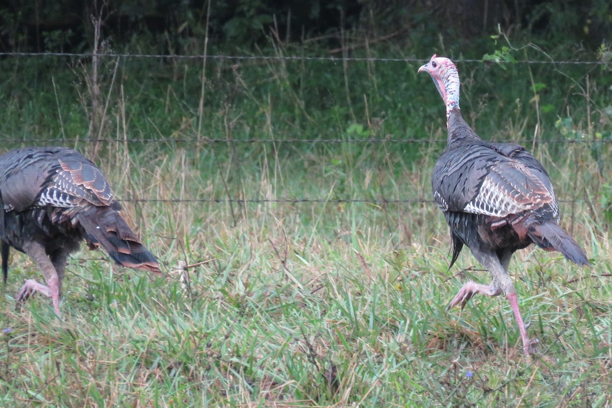 Wild Turkey - ML641237892