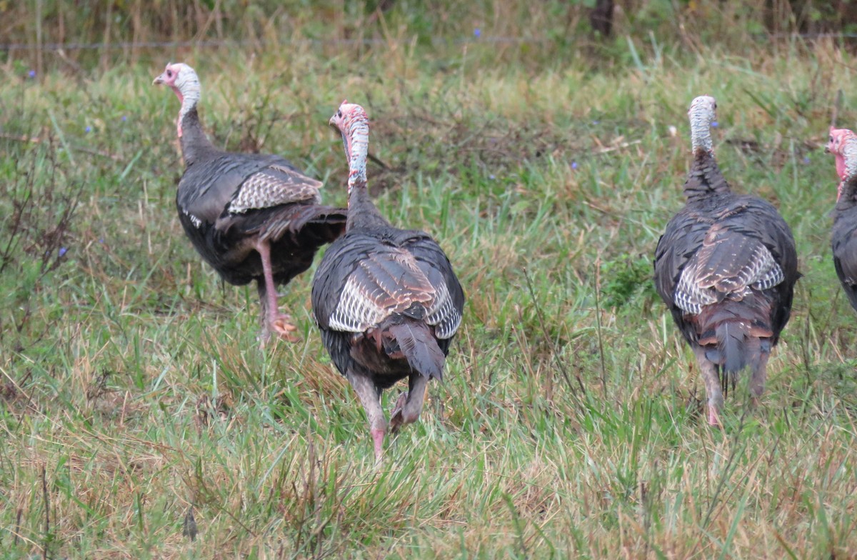 Wild Turkey - ML641237893