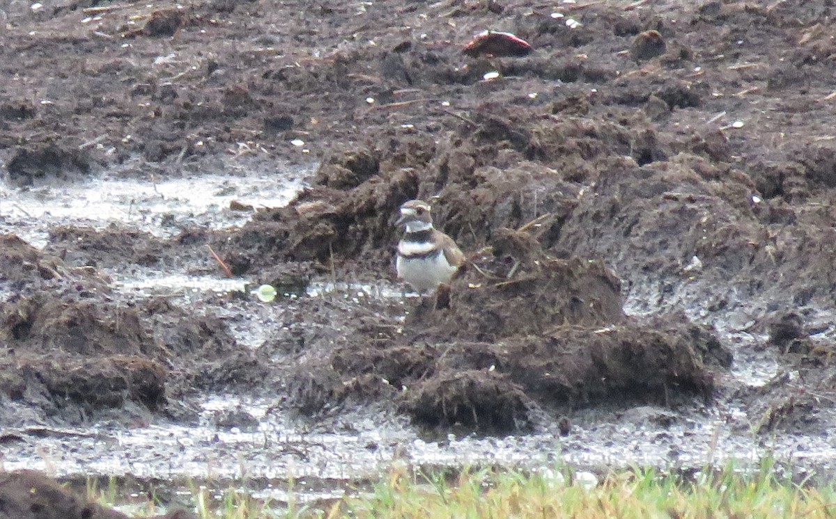 Killdeer - ML641237901