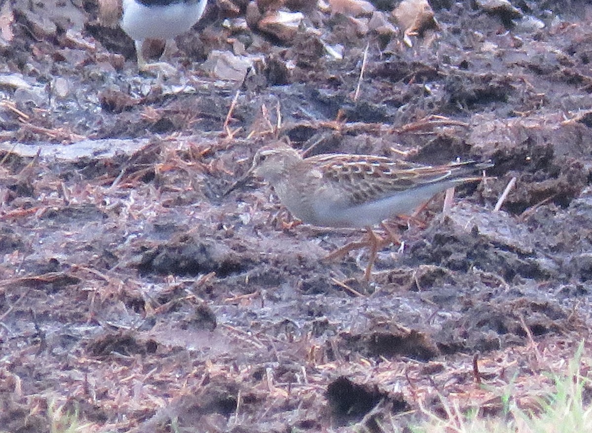 Pectoral Sandpiper - ML641237903