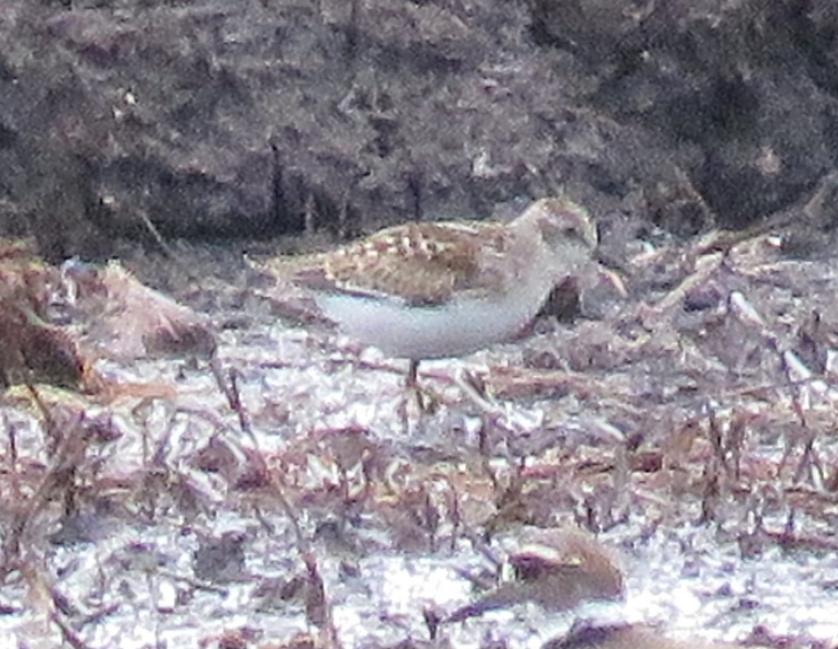 Least Sandpiper - ML641237917