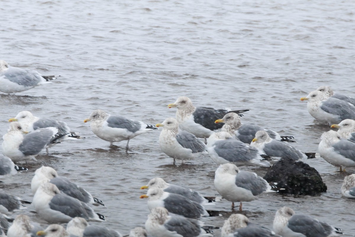 オオセグロカモメ - ML641237922