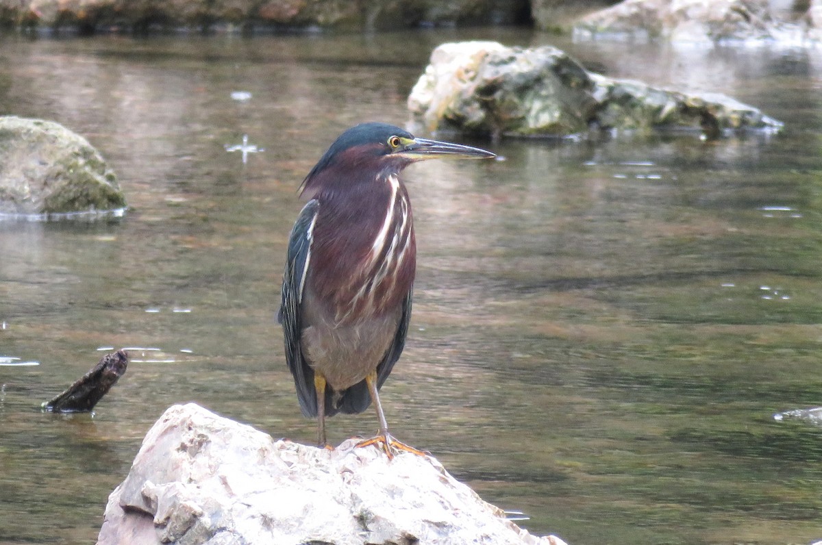 Green Heron - ML641237948